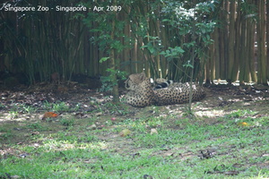 20090423 Singapore Zoo  23 of 97 